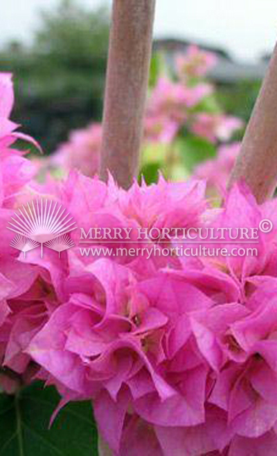 Bougainvillea glabra 'Cypheri' (pink)